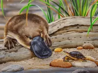 Jigsaw Puzzle Platypus and turtle