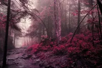 Пазл Утро в красном лесу