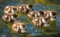 パズル Ducklings