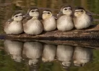 Quebra-cabeça Ducks and reflection