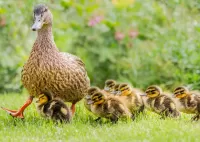 Jigsaw Puzzle Ducklings for a walk