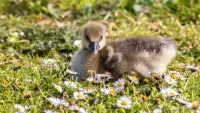 Puzzle Duck and daisies