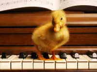 Puzzle Duckling on a piano