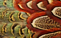 Jigsaw Puzzle Feather patterns