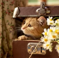 Слагалица In a suitcase