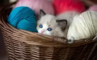 Quebra-cabeça In a basket of yarn