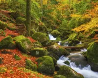パズル In the autumn forest