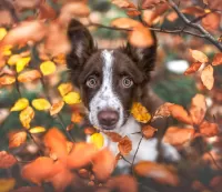 Quebra-cabeça In autumn leaves