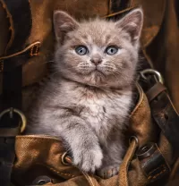 Слагалица In a backpack