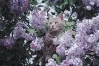 Puzzle In lilac branches