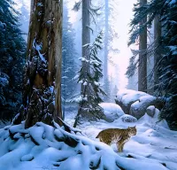 Пазл В зимнем лесу