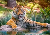 Puzzle Bath of the tiger
