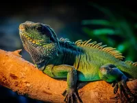 Rätsel Lordy iguana