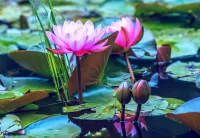 Jigsaw Puzzle Evening water lilies