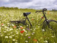 Bulmaca velosiped v pole