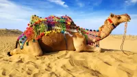 Quebra-cabeça Camel