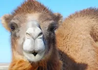 Rätsel Camel