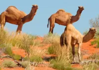 Jigsaw Puzzle Camels