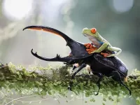 Quebra-cabeça Riding the beetle