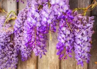 Jigsaw Puzzle spring inflorescence