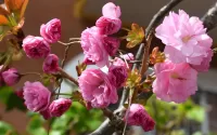 Zagadka spring inflorescence