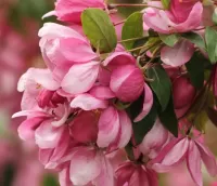 Zagadka The spring bloom