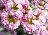 Jigsaw Puzzle spring bloom