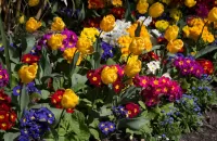 Rätsel Spring flowers