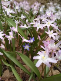 Слагалица Spring flowers