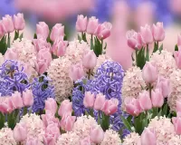 Jigsaw Puzzle Spring flowers
