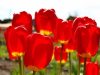 Jigsaw Puzzle Spring tulips