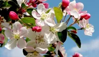 Rompecabezas Spring Apple tree