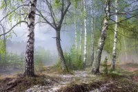 Пазл Весенний лес