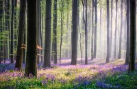 Jigsaw Puzzle spring forest