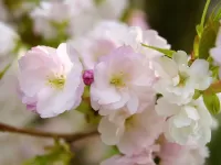 Пазл Весенний цвет