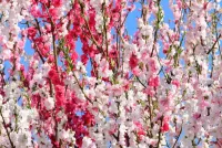 Puzzle spring sakura