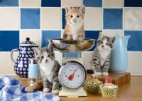 Rompecabezas Scales for kittens
