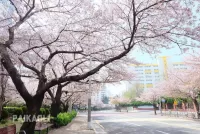 Quebra-cabeça Spring in Korea