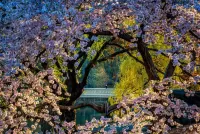 Jigsaw Puzzle Spring in New York