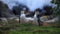 Пазл Весёлые пингвинята