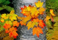 Jigsaw Puzzle Maple branch