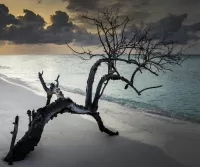 Rompecabezas Branch on the beach