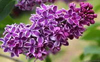 パズル Branch of lilac