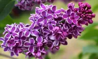 Quebra-cabeça Branch of lilac