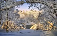 Quebra-cabeça Branches in the snow