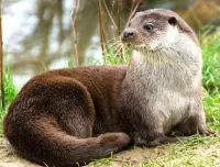 Jigsaw Puzzle Otter