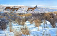 Jigsaw Puzzle Pronghorns in winter
