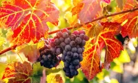Jigsaw Puzzle Grapes