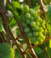 Zagadka Grape