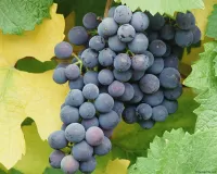 Rompecabezas vinograd